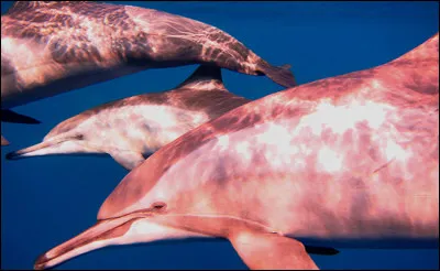 Quelle esp&egrave;ce de dauphin vit dans les eaux douces du bassin amazonien ?