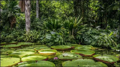 Pourquoi la biodiversit&eacute; amazonienne est-elle consid&eacute;r&eacute;e comme exceptionnellement &eacute;lev&eacute;e ?
