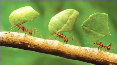 Quelle adaptation permet aux fourmis coupe-feuille amazoniennes de survivre ?