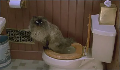 Dans quel film les WC sont-ils occup&eacute;s par un chat ?