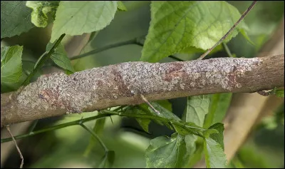 Quel animal de Madagascar se dissimule ici sur une branche ?