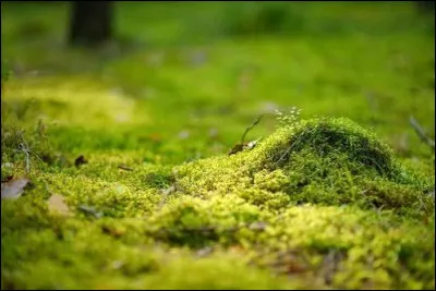 Quelle plante est une v&eacute;ritable mousse au sens botanique du terme ?
