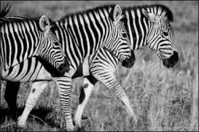 Que sont ces animaux ?