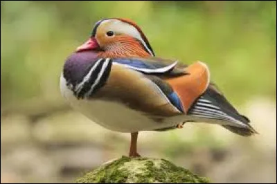 Quel est cet animal ?