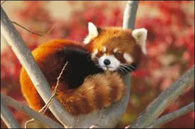 Quel est cet animal ?