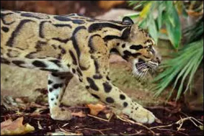 Quel est cet animal ?