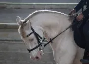 Test Quel type de cheval es-tu ?