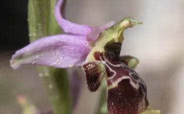 Quiz Fleurs