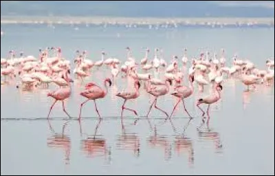 Qu'est-ce qui rend c&eacute;l&egrave;bre le lac Nakuru situ&eacute; au Kenya ?