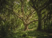 Quiz Quiz Culture Générale - Les mythes de Brocéliande ✨