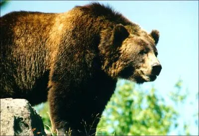 Quel est cet ours ?