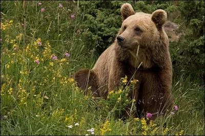 Quel est cet ours ?