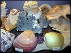Quelle ville abrite le Muse des Coquillages ?