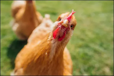 Mettons-nous d'accord : le lait de poule est bien produit par la poule.