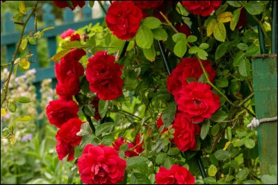 Combien existe-t-il de vari&eacute;t&eacute; de rosiers ? (environ)