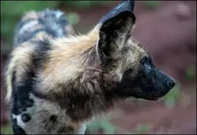 Quels animaux chasse-t-il souvent ?