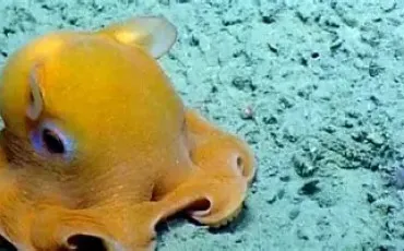 Quiz Animaux bizarres