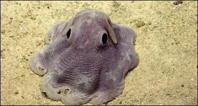 Pourquoi la pieuvre Dumbo fascine-t-elle autant les scientifiques ?