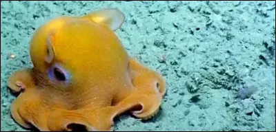 Pourquoi appelle-t-on cette pieuvre "Dumbo" ?