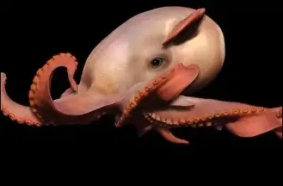 O&ugrave; vit principalement la pieuvre Dumbo ?