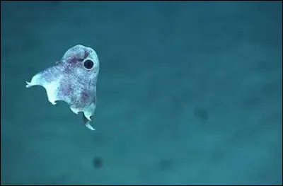 La pieuvre Dumbo est-elle grande ?