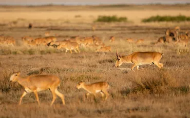 Quiz Animaux bizarres