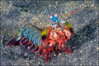 Nomme cet animal :