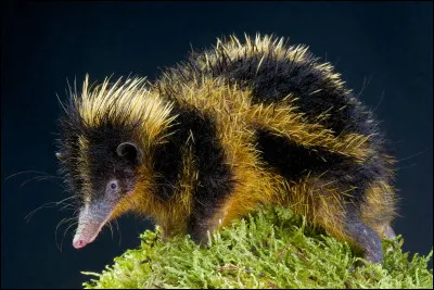 Nomme cet animal :