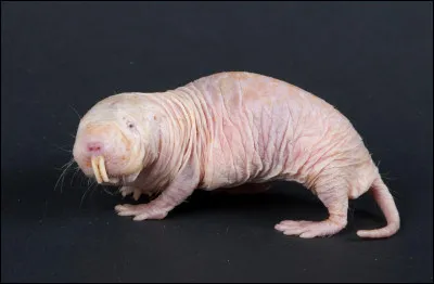 Nomme cet animal :