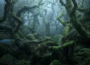 Quiz Les Forêts du Monde : entre silence, légendes et réalités cachées 🌲