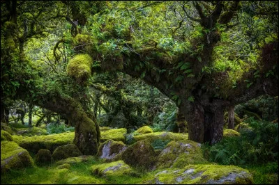Dans le parc de Dartmoor, cette for&ecirc;t ancienne est compos&eacute;e de ch&ecirc;nes tordus et recouverts de mousse. L&rsquo;atmosph&egrave;re est brumeuse et myst&eacute;rieuse, &eacute;voquant des l&eacute;gendes de sorci&egrave;res, de f&eacute;es et de druides. La nature semble fig&eacute;e, presque magique.Quelle est son ambiance caract&eacute;ristique ?