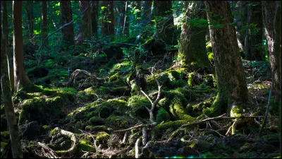 Au pied du mont Fuji, s&rsquo;&eacute;tend une for&ecirc;t o&ugrave; le vent peine &agrave; se faire entendre. Le sol, form&eacute; de lave et de cendres volcaniques, absorbe le son si efficacement que m&ecirc;me un pas peut sembler &eacute;touff&eacute;. Cette for&ecirc;t est envelopp&eacute;e de mythes anciens : certains disent qu&rsquo;elle serait habit&eacute;e par les esprits des &acirc;mes perdues.Pourquoi Aokigahara est-elle si particuli&egrave;re ?