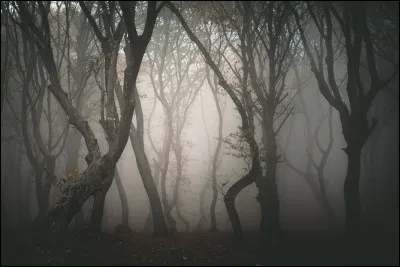 Dans la r&eacute;gion de Cluj en Transylvanie, Hoia Baciu est surnomm&eacute;e la &ldquo;for&ecirc;t des fant&ocirc;mes&rdquo;. Les arbres y sont souvent tordus de fa&ccedil;on &eacute;trange, certains semblent presque flotter dans l&rsquo;air. Une clairi&egrave;re circulaire parfaitement vide de v&eacute;g&eacute;tation alimente des rumeurs de ph&eacute;nom&egrave;nes paranormaux et d&rsquo;apparitions inexpliqu&eacute;es.Quel ph&eacute;nom&egrave;ne y est observ&eacute; ?