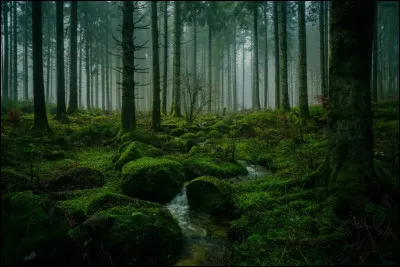 Cette immense for&ecirc;t allemande, avec ses vall&eacute;es profondes et ses sapins serr&eacute;s, a inspir&eacute; les contes les plus sombres d&rsquo;Europe, notamment ceux des fr&egrave;res Grimm. Les brumes fr&eacute;quentes et les clairi&egrave;res isol&eacute;es renforcent son ambiance myst&eacute;rieuse, presque surnaturelle.Pourquoi est-elle c&eacute;l&egrave;bre culturellement ?