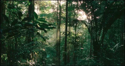 La for&ecirc;t amazonienne est le plus grand &eacute;cosyst&egrave;me tropical du monde, couvrant plusieurs pays d&rsquo;Am&eacute;rique du Sud. Elle abrite une biodiversit&eacute; encore largement inconnue et influence le climat mondial par sa production d&rsquo;oxyg&egrave;ne et ses &eacute;changes d&rsquo;humidit&eacute;.Quel r&ocirc;le majeur joue-t-elle ?