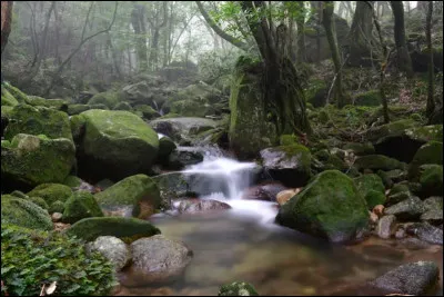 Sur cette &icirc;le japonaise, des c&egrave;dres mill&eacute;naires recouverts de mousse vivent dans un brouillard quasi permanent. Leur &acirc;ge d&eacute;passe parfois 1 000 ans et certains semblent &ecirc;tre sortis d&rsquo;un conte ou d&rsquo;un film fantastique. Le lieu est si sacr&eacute; qu&rsquo;il a inspir&eacute; le c&eacute;l&egrave;bre film Princesse Mononok&eacute;.Qu&rsquo;est-ce qui rend Yakushima unique ?