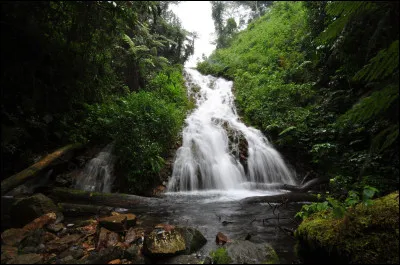 Bwindi, en Ouganda, est une for&ecirc;t dense o&ugrave; la lumi&egrave;re peine &agrave; traverser la canop&eacute;e. C&rsquo;est le refuge des derniers gorilles de montagne. Les chercheurs doivent souvent se frayer un chemin &agrave; la machette, et chaque d&eacute;couverte peut r&eacute;v&eacute;ler des esp&egrave;ces inconnues ou des plantes m&eacute;dicinales uniques.Quel est son enjeu principal ?