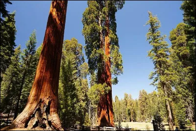 Cette for&ecirc;t californienne abrite certains des plus grands arbres vivants de la plan&egrave;te. Les s&eacute;quoias mill&eacute;naires &eacute;l&egrave;vent leur tronc comme des piliers de cath&eacute;drale, et marcher parmi eux donne le vertige et le sentiment d&rsquo;&ecirc;tre dans un autre monde.Pourquoi est-elle impressionnante ?