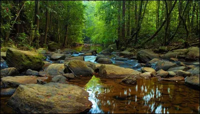 Class&eacute;e patrimoine mondial, Sinharaja est le dernier fragment de for&ecirc;t tropicale primaire intacte du Sri Lanka. Ses esp&egrave;ces v&eacute;g&eacute;tales et animales end&eacute;miques font d&rsquo;elle un v&eacute;ritable sanctuaire &eacute;cologique, pr&eacute;serv&eacute; de l&rsquo;exploitation humaine intensive.Pourquoi est-elle prot&eacute;g&eacute;e ?