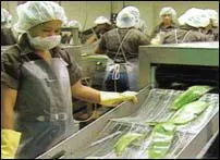 Avec une feuille adulte d'Aloe Vera :