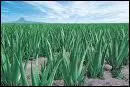 L'Aloe Vera est une plante qui :