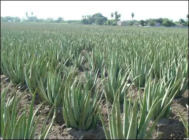 Quelle est la taille d'un Aloe Vera adulte ?
