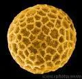 Le pollen de la ruche est :