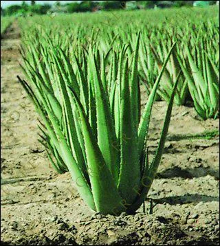 L'Aloe Vera :