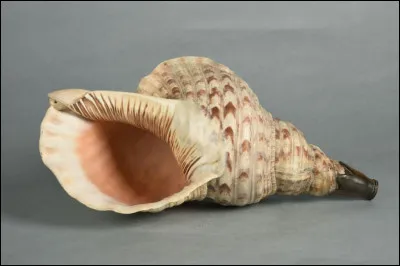 Quel est ce coquillage id&eacute;al pour &eacute;couter le son de la mer ?