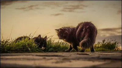 Quel nom porte le terrible et sanglant combat qui oppose les chats des plaines &agrave; ceux de la for&ecirc;t ?