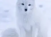 Test Quel canin es-tu ?
