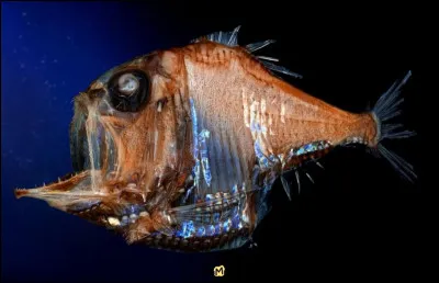 Quel animal des abysses est un poisson pr&eacute;dateur dot&eacute; d&rsquo;une m&acirc;choire immense garnie de dents fines et translucides, lui donnant un aspect presque &ldquo;squelettique&rdquo; dans l&rsquo;obscurit&eacute; ?