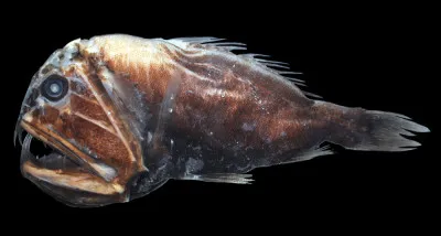 Quel animal des profondeurs est connu pour poss&eacute;der une m&acirc;choire extensible lui permettant d&rsquo;avaler des proies plus grandes que son propre corps ?