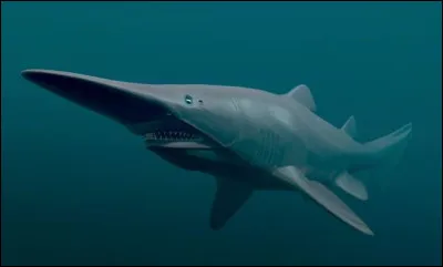 Dans les zones profondes de l&rsquo;oc&eacute;an, quel requin au museau allong&eacute; et aux m&acirc;choires projetables est surnomm&eacute; un &ldquo;fossile vivant&rdquo; ?
